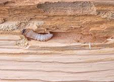 aangetast gebinte houtworm