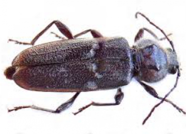 huisboktor